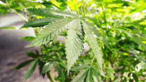 Cannabis-Pflanze im Green Empire in Niederösterreich © Trending Topics