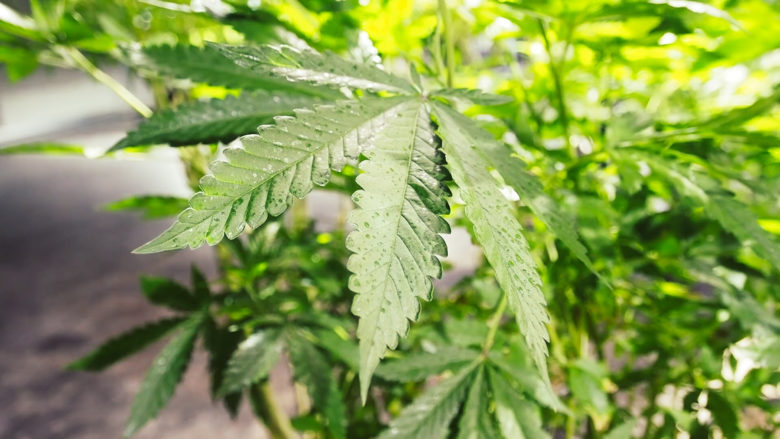 Cannabis-Pflanze im Green Empire in Niederösterreich © Trending Topics