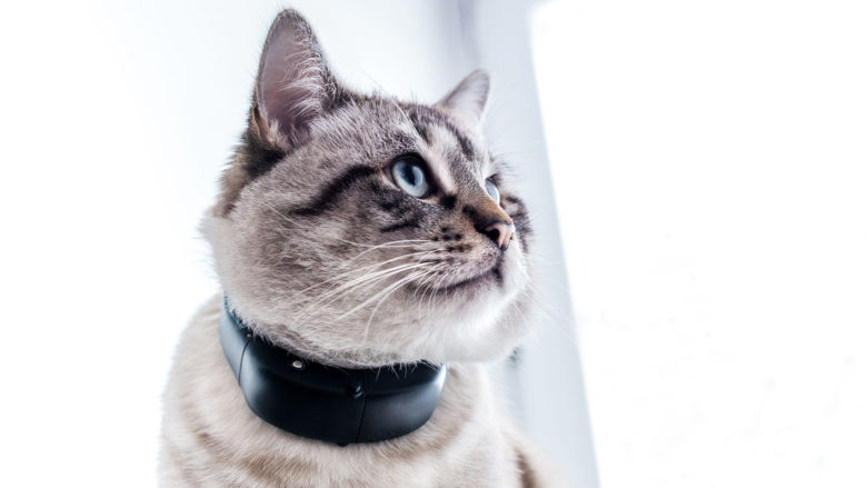 GPS-Ortungsgerät von Tractive für Katzen. © Tractive