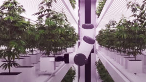 Roboter, die Cannabis ernten. © Seedo