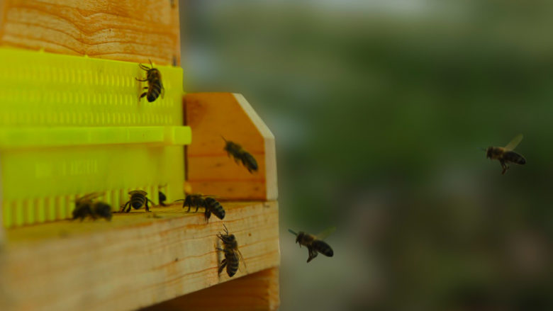 Die Bienenstockwaage von Beesaver. © Beesaver