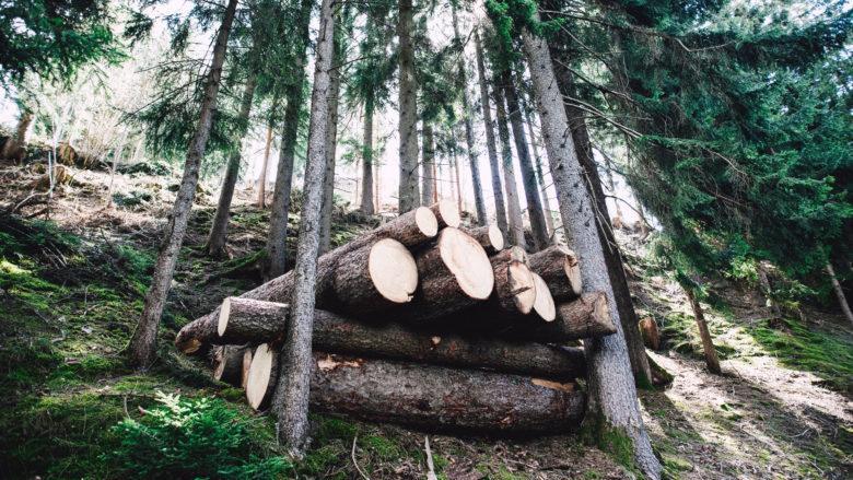 Vom Forstbetrieb bis zum Tischler: Eine Künstliche Intelligenz erkennt jedes Holzstück wieder © Photo by Markus Spiske on Unsplash