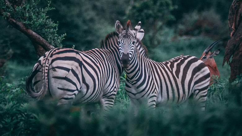 Zebras. © Photo by Geran de Klerk on Unsplash