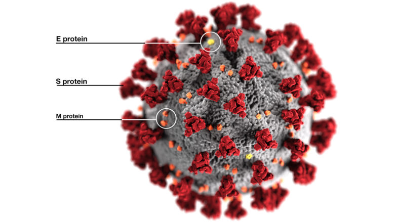 Severe Acute Respiratory Syndrome Coronavirus 2 (SARS-CoV-2). © CDC