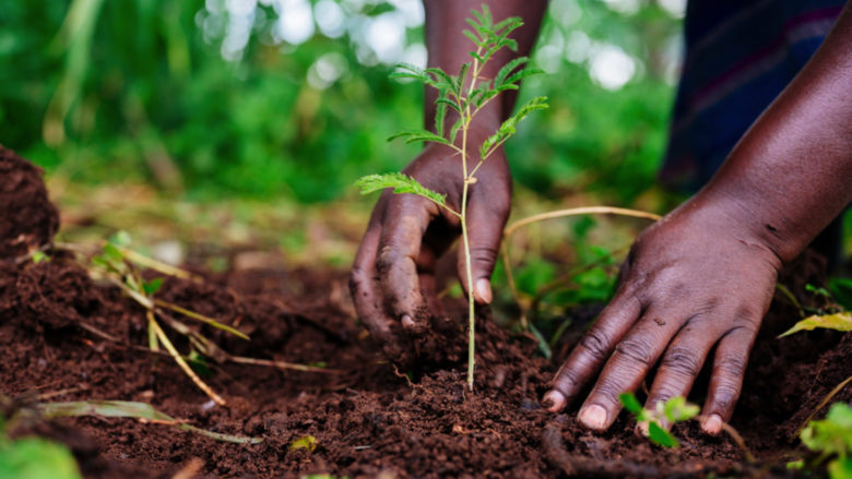 Setzling in Uganda 2020. © One Tree Planted