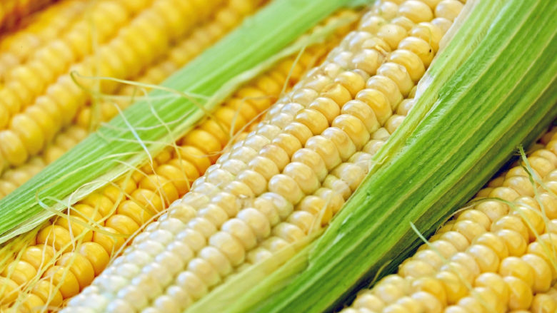 Mais: Cerealia verwandelt Getreide in NFTs © Couleur / Pixabay