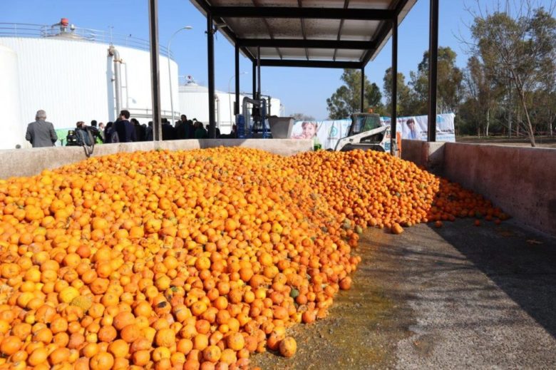 Die Orangen sollen für die Stromprodktion dienen. ©Emasesa