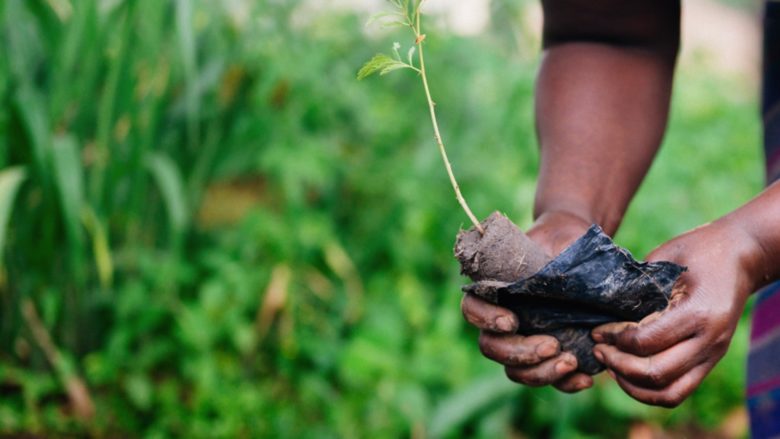 Steckling kommt in die Erde von Uganda. © One Tree Planted