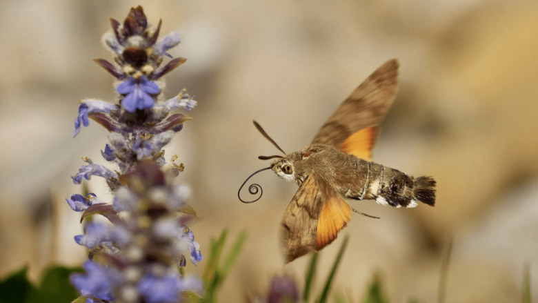 Schmetterling: 147.120 Exemplare gemeldet © schmetterlingsapp.at/Andrea Wäger