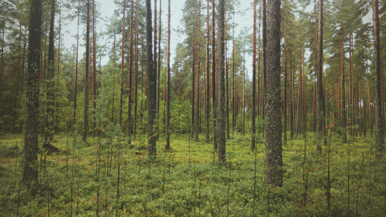 Wiederbewaldung © Patricia Coroi on Unsplash