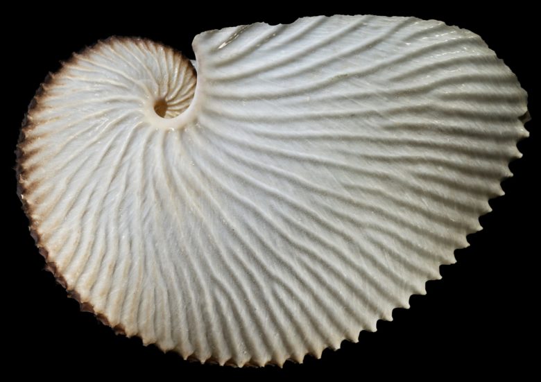 Molluske des Jahres 2021: Der Große Argonaut (Argonauta argo). © Senckenberg