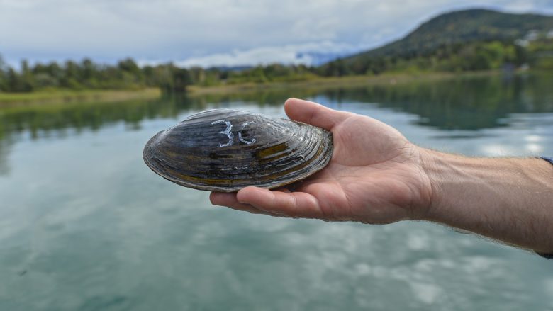 Die Große Teichmuschel 3C fühlt sich im Wörthersee wieder wohl © StadtPresse Klagenfurt / helgebauer