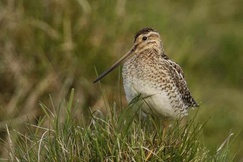 Die stark gefährdete Bekassine ©BirdLife / Michael Dvorak