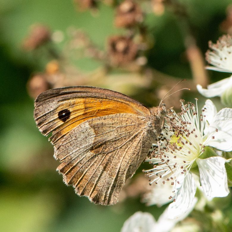 Das Großes Ochsenauge war der häufigste Schmetterling 2020 © schmetterlingsapp.at/Alfred L.