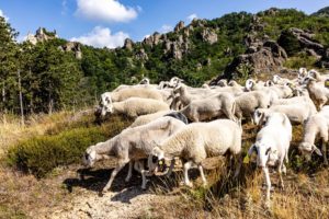 Schaftrieb in Dürnstein im Sommer 2021 @friedlundschmatz.at