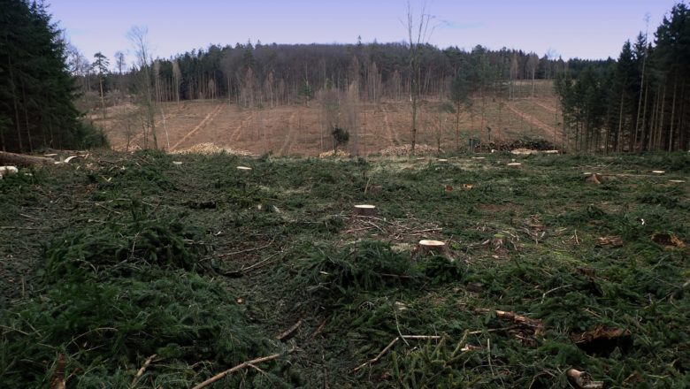 Aufarbeitungseinsatz nach Kahlhieb durch Borkenkäferbefall ©ÖBf/M. Schönsgibl