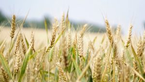 Landwirtschaft, Feld, Getreide © Pixabay