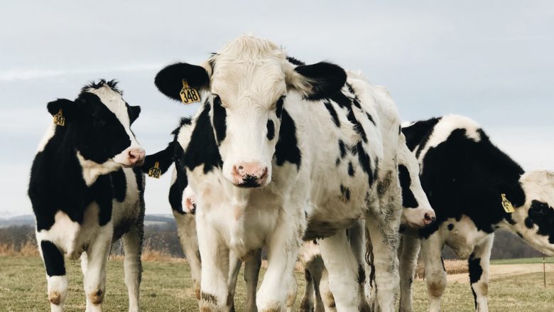 Kuh, Rind, Kühe, Landwirtschaft, Landwirt, Vieh