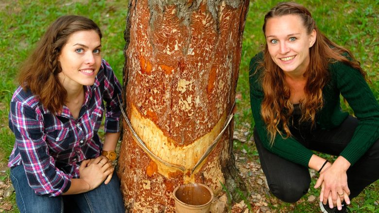 Sandra Falkner und Claudia Bergero verwenden Baumharz, um Kaugummi zu machen © Alpengummi