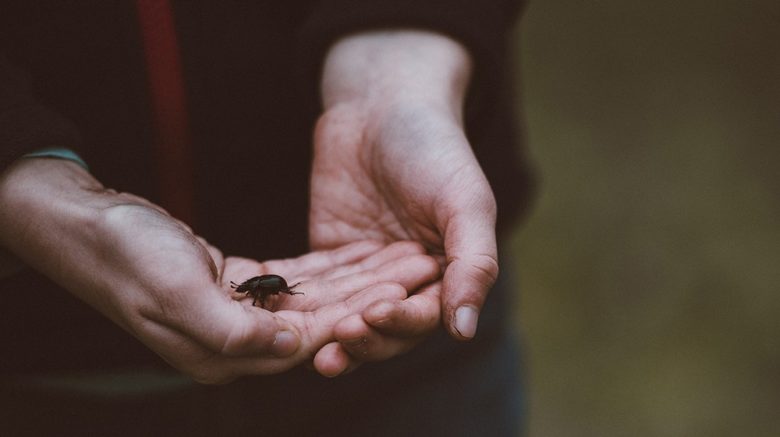 Käfer, Biodiversität, Artenschutz, Naturschutz, Umweltschutz