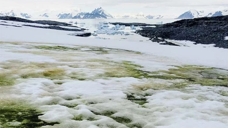Schneealgen sorgen für mehr Grün in der Antarktis © Cambridge University