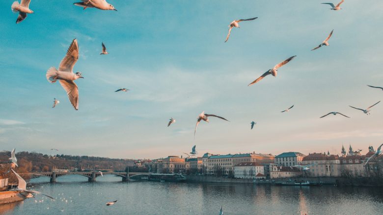 Vögel, Vogel, Prag, Stadt, Fluss, Europa