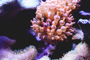 ©ashley satanosky /unsplash