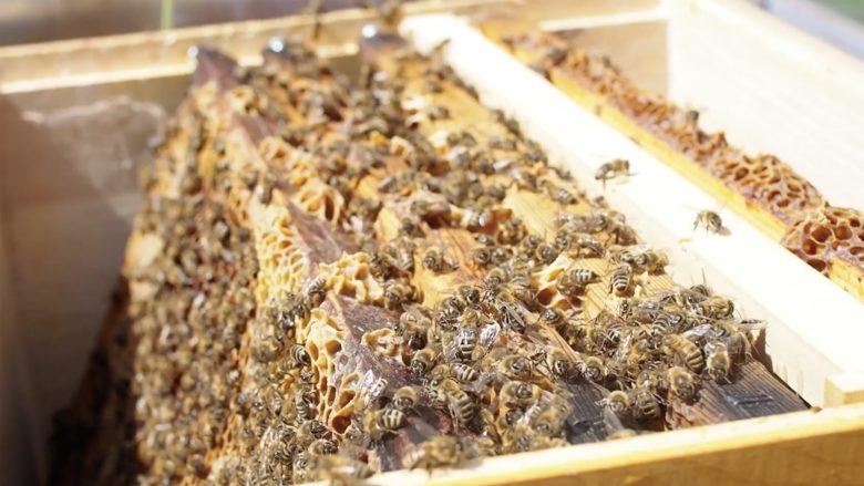 Bienen, Bienenstock, Insekten