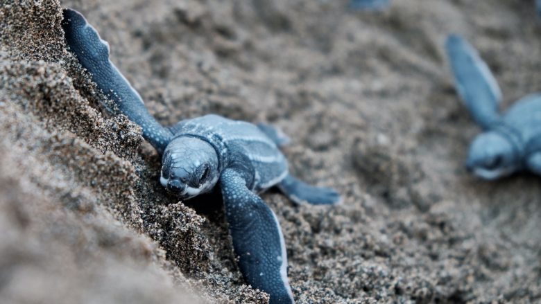 Lederschildkröten vergraben ihre Gelege an Sandstränden © Pexels