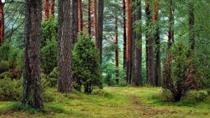 Wald, Bäume, Natur, Wälder