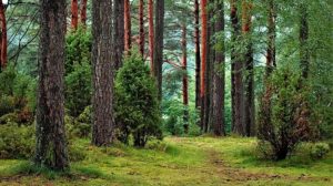 Wald, Bäume, Natur, Wälder