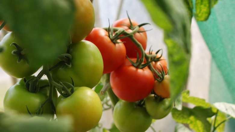 Tomaten, Gemüse, Feld, Landwirtschaft, Regionalität