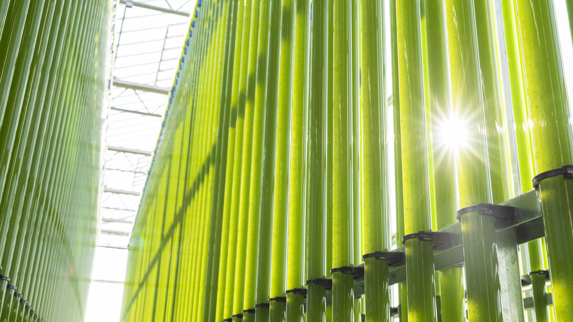 Durch diese Röhren "blubbern" Algenkulturen © ecoduna