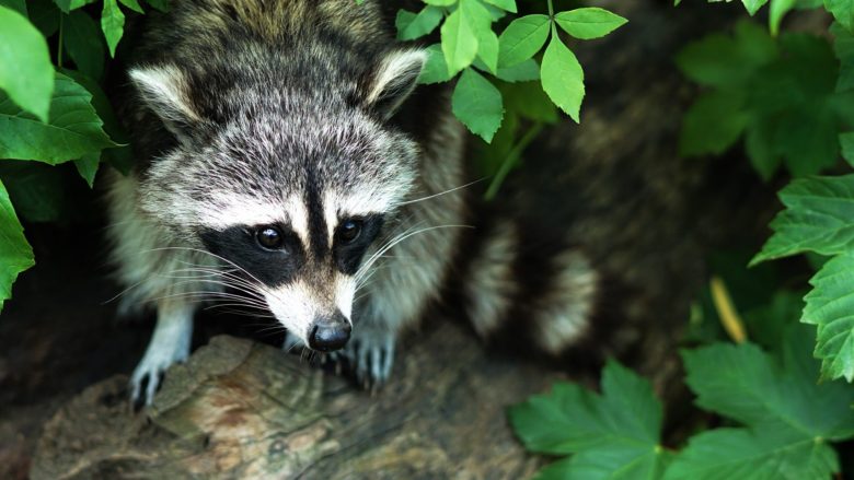 Waschbär zum Dinner? © Unsplash