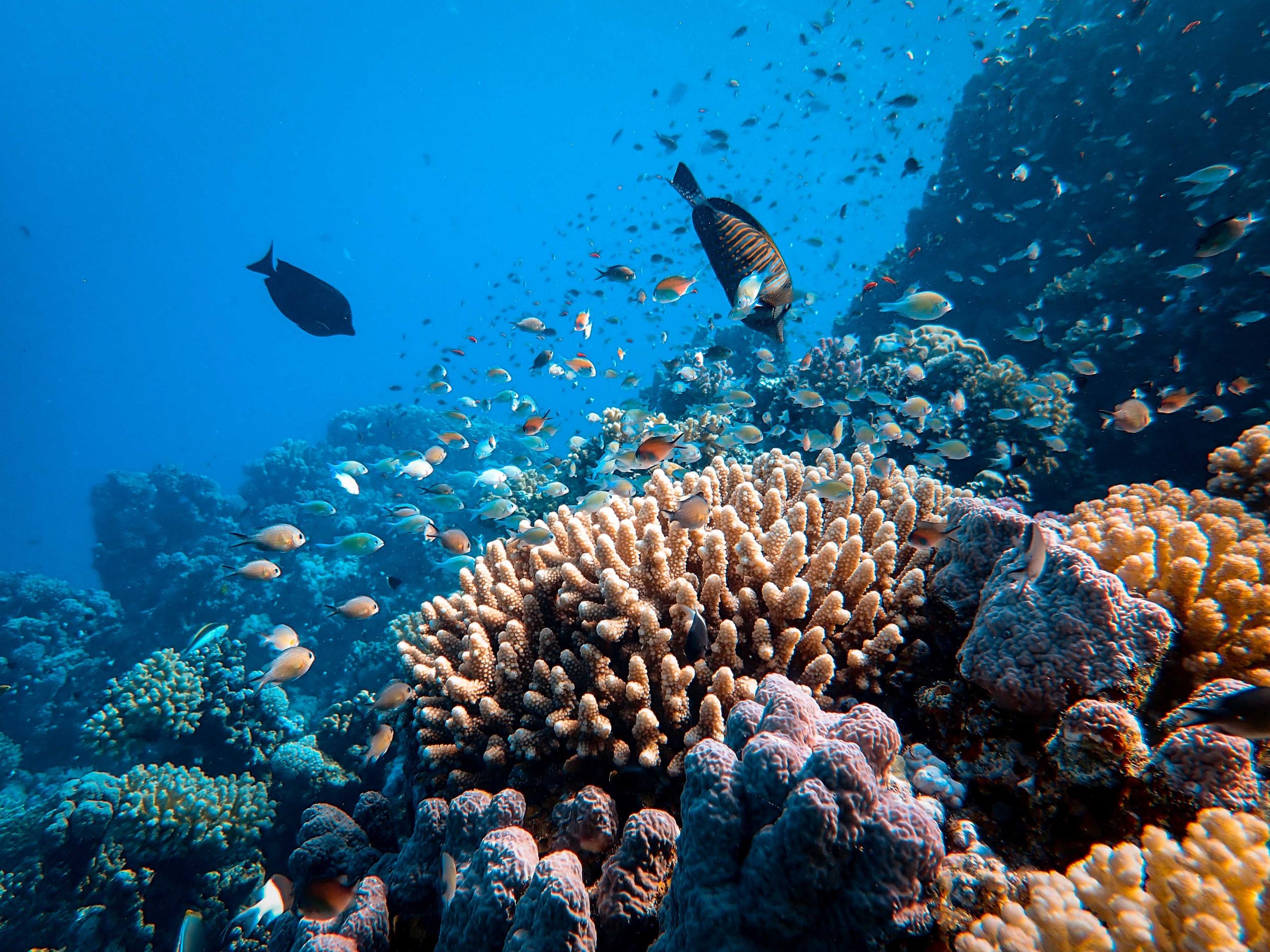 Korallen - gefährdete Lebewesen © Francesco Ungaro / Unsplash