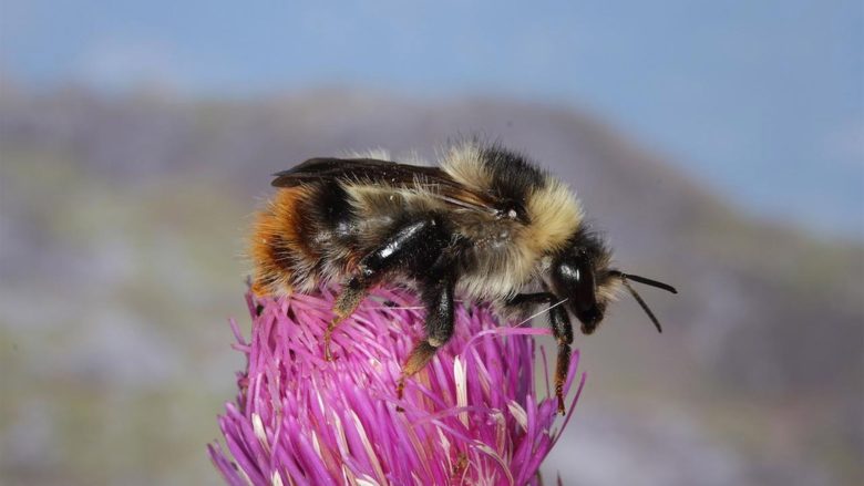 Die "Unerwartete Hummel" wurde in Südkärnten gesichtet © © Martin Streinzer/Naturschutzbund