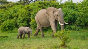 Elefant, Elefanten, Nationalpark, Tiere, Naturschutz,