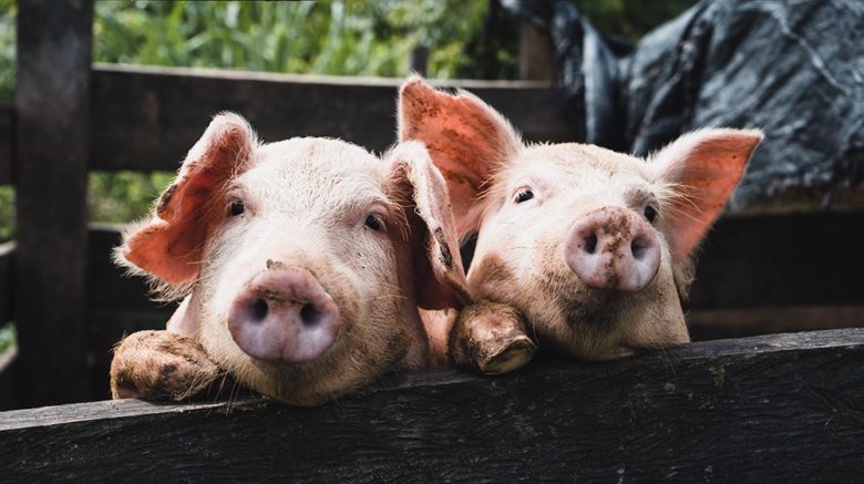 Schwein, Zucht, Landwirtschaft, Schweinefleisch, Stall