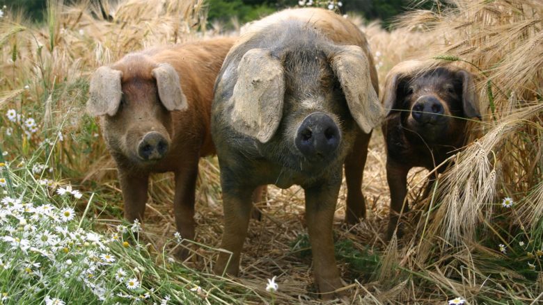 Die Sonnenschweine von Labonca © Biohof Labonca