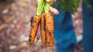 Gemüse, Karotten, Ernte, Feld, Anbau, Urban Farming