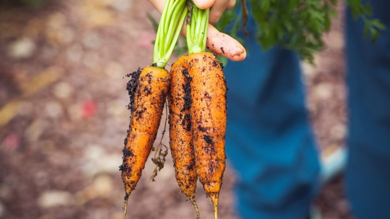 Gemüse, Karotten, Ernte, Feld, Anbau, Urban Farming