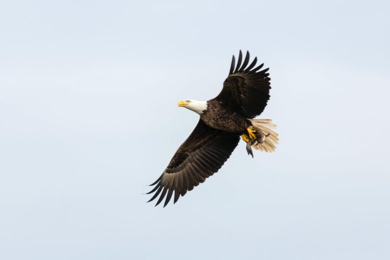 Adler, Vogel, Himmel, Vögel, Greifvogel, Windkraft