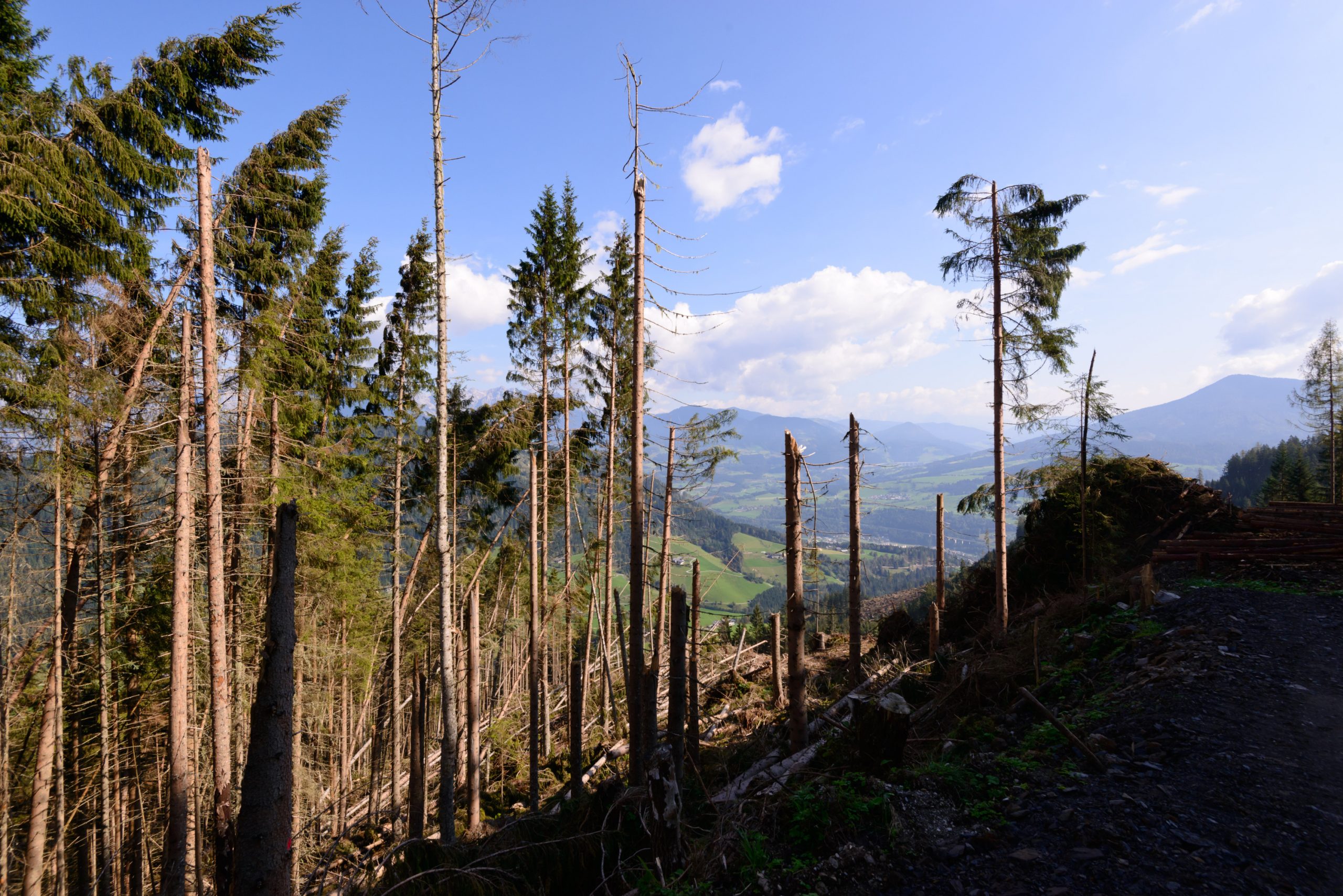 Trockenperioden und starke Stürme bedrohen das Ökosystem Wald ©ÖBf-Archiv/Wolfgang Simlinger