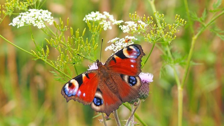 Österreichs Biodiversität soll mehr geschützt werden ©pixabay