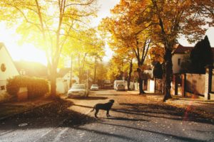 Bäume lindern Hitze in der Stadt ©Daniel Frank/ Pexels