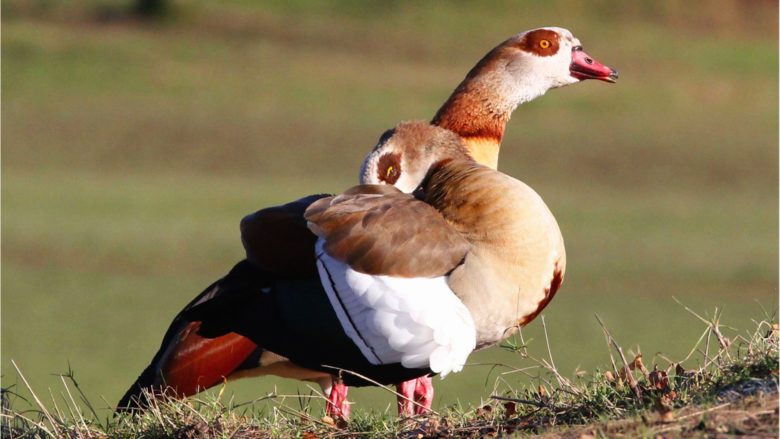 Die Nilgans ist eigentlich in Afrika heimisch, seit einigen Jahrzehnten aber auch in Mitteleuropa anzutreffen © Tim Blackburn