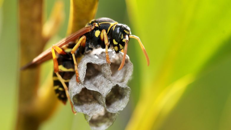 Biene, Bienen, Wabe, Insekten, Natur, Biodiversität