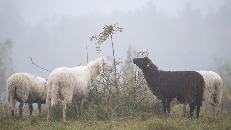 Die "Insel-Schafe" © MA45/WIENER WILDNIS