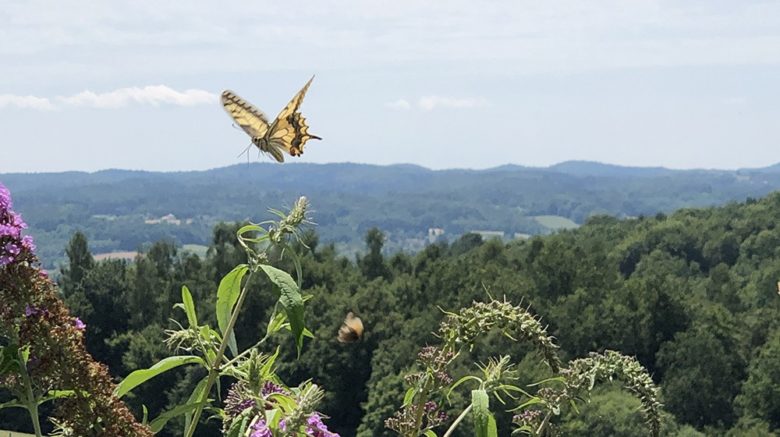 Der "Most liked Schmetterling im Garten" war 2019 der Schwalbenschwanz © Beate Zauner