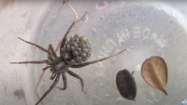 Wolfsspinne mit Baby-Spinnen am Rücken © Washington University